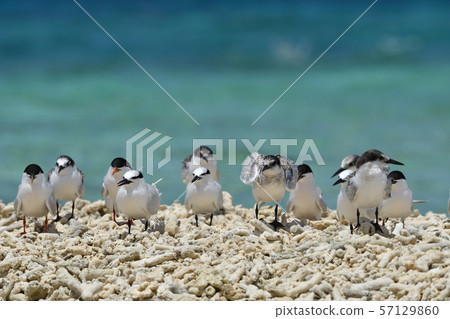 Veneered tern, Erwinia tern, colony, breeding ground, young bird, migratory bird, summer bird, water bird, seabird 57129860