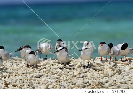單板燕鷗，歐文氏燕鷗，殖民地，繁殖地，幼鳥，候鳥，夏季鳥類，水鳥，海鳥 57129861