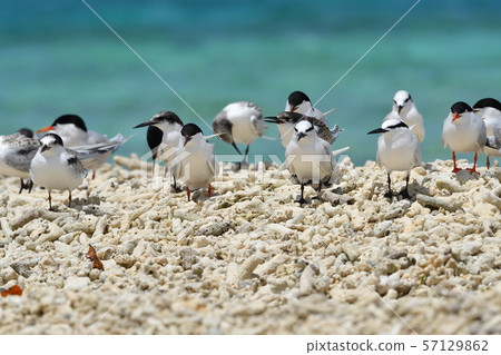 單板燕鷗,歐文氏燕鷗,殖民地,繁殖地,幼鳥,候鳥,夏季鳥類,水鳥,海鳥 單板燕鷗,歐文氏燕鷗,殖民地,繁殖地,幼鳥,候鳥,夏季鳥類,水鳥,海鳥 57129862