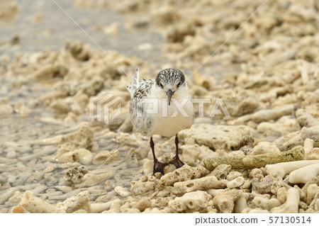 Veneer tern, young bird, 1 young bird, Roseate Tern, summer bird, seabird, waterfowl colony, breeding ground 57130514