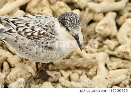 Veneer tern, young bird, 1 young bird, Roseate Tern, summer bird, seabird, waterfowl colony, breeding ground 57130515