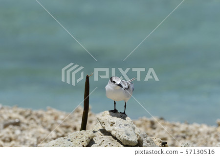 Black-naped tern, young bird, young bird breeding area colony, one bird, one 57130516