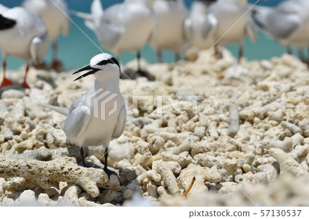 黑色燕鷗燕鷗單板燕鷗燕子燕鷗繁殖場 57130537