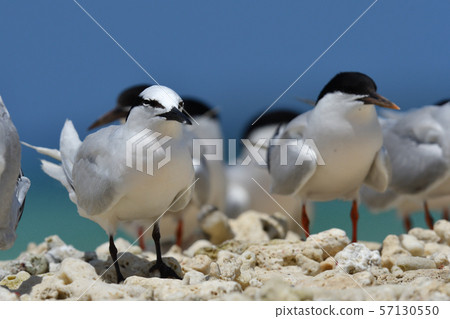 Black-naped tern Veneer tern Roseate Tern breeding ground 57130550