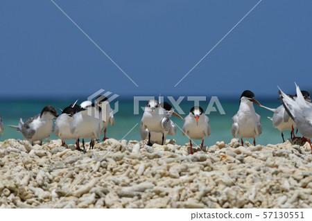 黑色燕鷗燕鷗單板燕鷗燕子燕鷗繁殖場 57130551