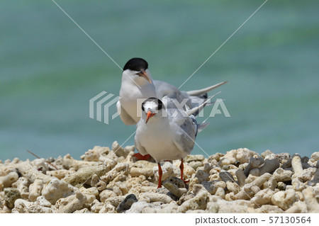 Black-naped tern Veneer tern Roseate Tern breeding ground Black-naped tern Veneer tern Roseate Tern breeding ground 57130564