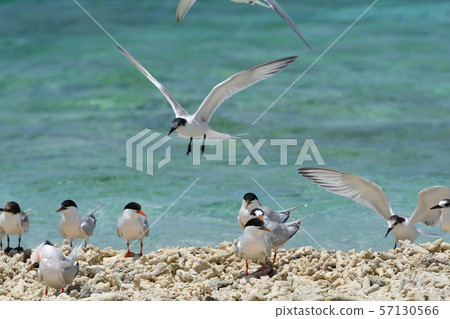Black-naped tern Veneer tern Roseate Tern breeding ground Black-naped tern Veneer tern Roseate Tern breeding ground 57130566
