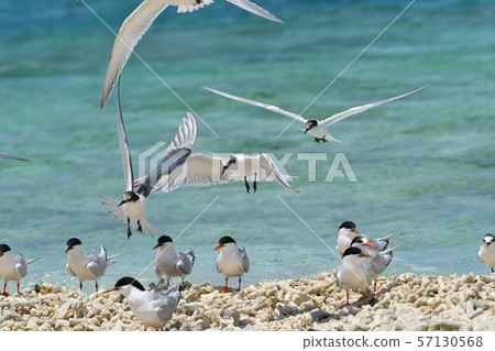 黑色燕鷗燕鷗單板燕鷗燕子燕鷗繁殖場 57130568