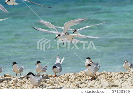 Black-naped tern Veneer tern Roseate Tern breeding ground Black-naped tern Veneer tern Roseate Tern breeding ground 57130569