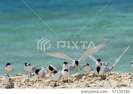 Black-naped tern Veneer tern Roseate Tern breeding ground 57130580