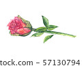 Watercolor hand drawn pink rose isolated on white background. 57130794