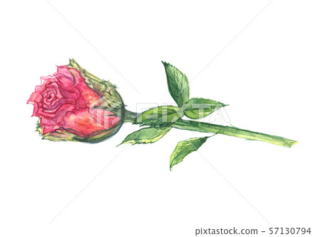 Watercolor hand drawn pink rose isolated on... - Stock Illustration ...