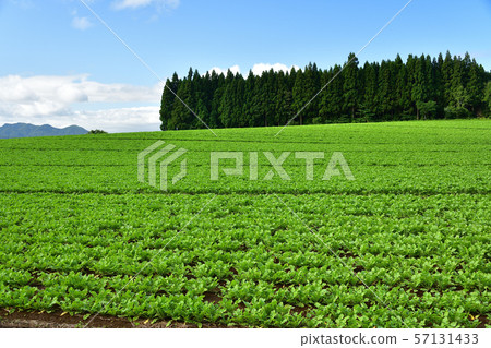 Shooting summer landscape of radish field where autumn radish grew in Otobe-cho, Hokkaido Shooting summer landscape of radish field where autumn radish grew in Otobe-cho, Hokkaido 57131433