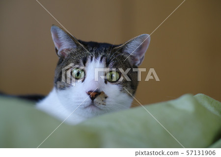 A cat staring at you A cat staring at you 57131906
