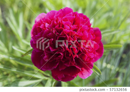 Peony garden in the drops of rain Peony garden in the drops of rain 57132656