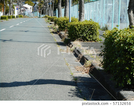 Roadside trees and sidewalks Roadside trees and sidewalks 57132658