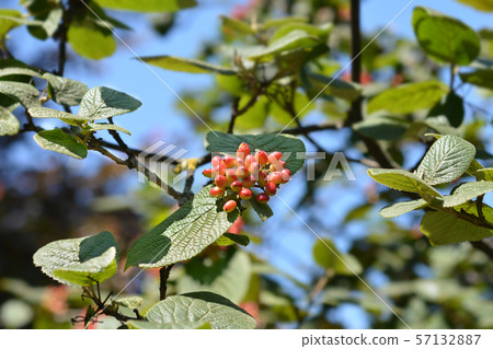 Wayfaring tree Wayfaring tree 57132887