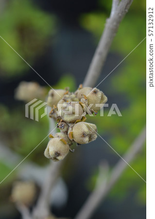 Witch Hazel Diane 57132912