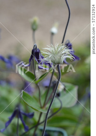 Clematis Hendersonii 57132914