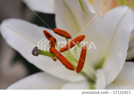 Oriental Lily 57132921