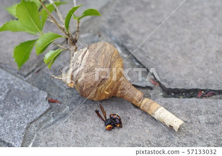 Stag bees and early nests 57133032