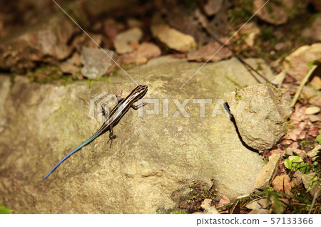 Japanese lizard 57133366