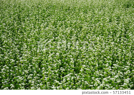 蕎麥花 57133451