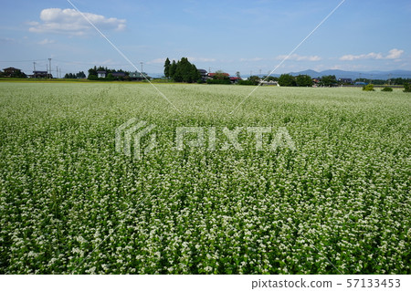 蕎麥花 57133453