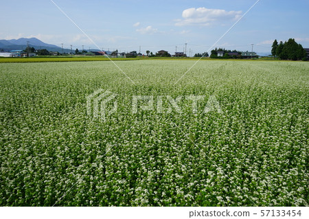 蕎麥花 57133454