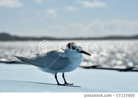 Black-naped tern taking a break in the ship's tent Black-naped tern 57133800