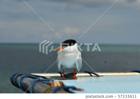 Roseate Tern, one bird resting in a ship's tent 57133811