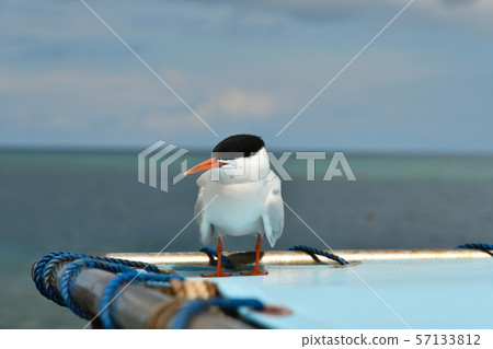 Roseate Tern, one bird resting in a ship's tent 57133812