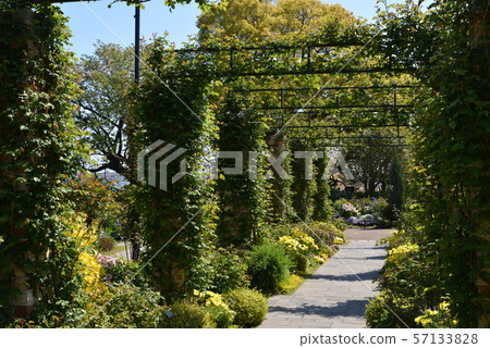Garden of hill park with a view of the harbor (Yokohama City, Kanagawa Prefecture) Garden of hill park with a view of the harbor (Yokohama City, Kanagawa Prefecture) 57133828