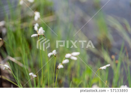 Heron's ear Heron's ear 57133893