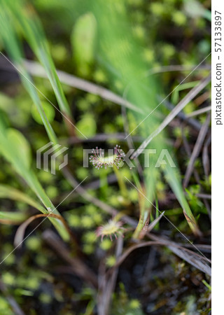 Welsh onion 57133897