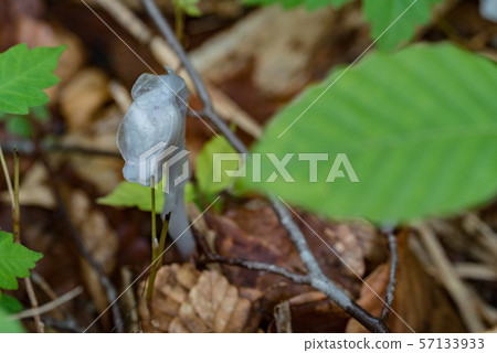 Ginko 57133933