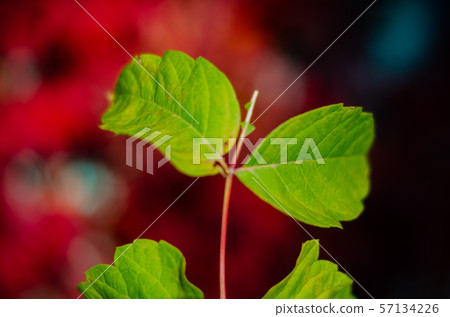 Fall red leafs climb a multi stored building fasade, omitting windows. Seasonal Autumn background Fall red leafs climb a multi stored building fasade, omitting windows. Seasonal Autumn background 57134226