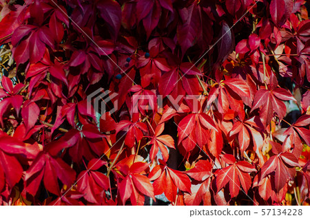 Fall red leafs climb a multi stored building fasade, omitting windows. Seasonal Autumn background Fall red leafs climb a multi stored building fasade, omitting windows. Seasonal Autumn background 57134228