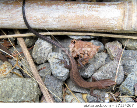 Japanese kana snake Japanese kana snake 57134267