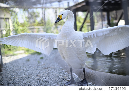 The swan that appeals 57134393