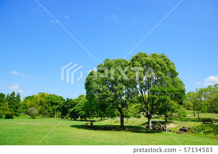 Dragonfly Park Osaka prefecture Dragonfly Park Osaka prefecture 57134583