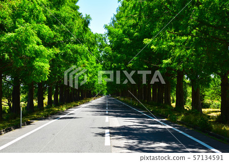Fresh green Makino town Metasequoia lined trees Fresh green Makino town Metasequoia lined trees 57134591
