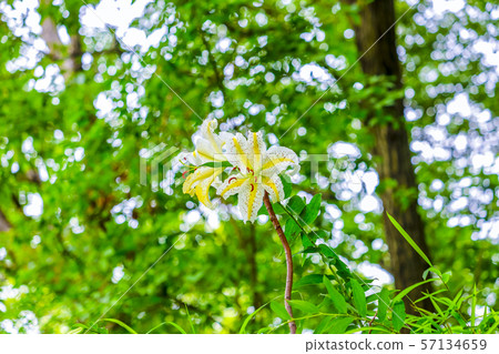 Yamama lily of miscellaneous forest Yamama lily of miscellaneous forest 57134659