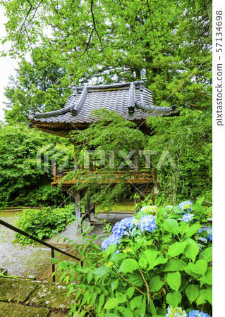 [Yamanashi Prefecture] Kaiganji bell tower and hydrangea flowers 57134698