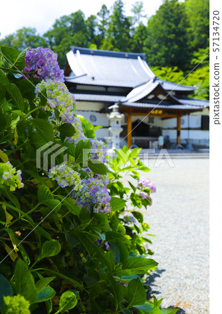 [Yamanashi Prefecture] Komuroyama Myoji Temple Main Hall and Hydrangea Flowers 57134720
