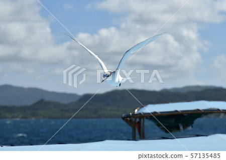 黑色燕鷗燕鷗飛行盤旋 57135485