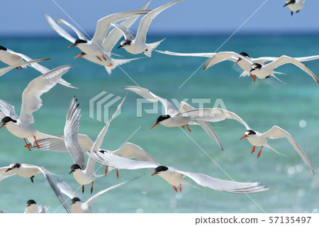 令人愉快的飛行單板燕鷗Roseate Tern飛行Natsutori Seabird Migratory Hovering 57135497