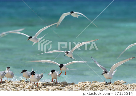 令人愉快的飛行單板燕鷗Roseate Tern飛行Natsutori Seabird Migratory Hovering 57135514