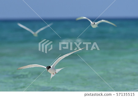 令人愉快的飛行單板燕鷗Roseate Tern飛行Natsutori Seabird Migratory Hovering 57135515