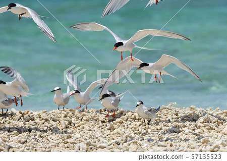 Pleasantly flying veneer tern Roseate Tern flight Natsutori Seabird Migratory Hovering 57135523